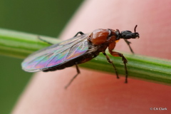 Dilophus strigilatus