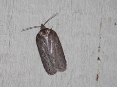 Acleris busckana