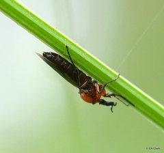 Dilophus strigilatus