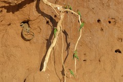 Merops bullockoides image