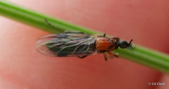 Dilophus strigilatus
