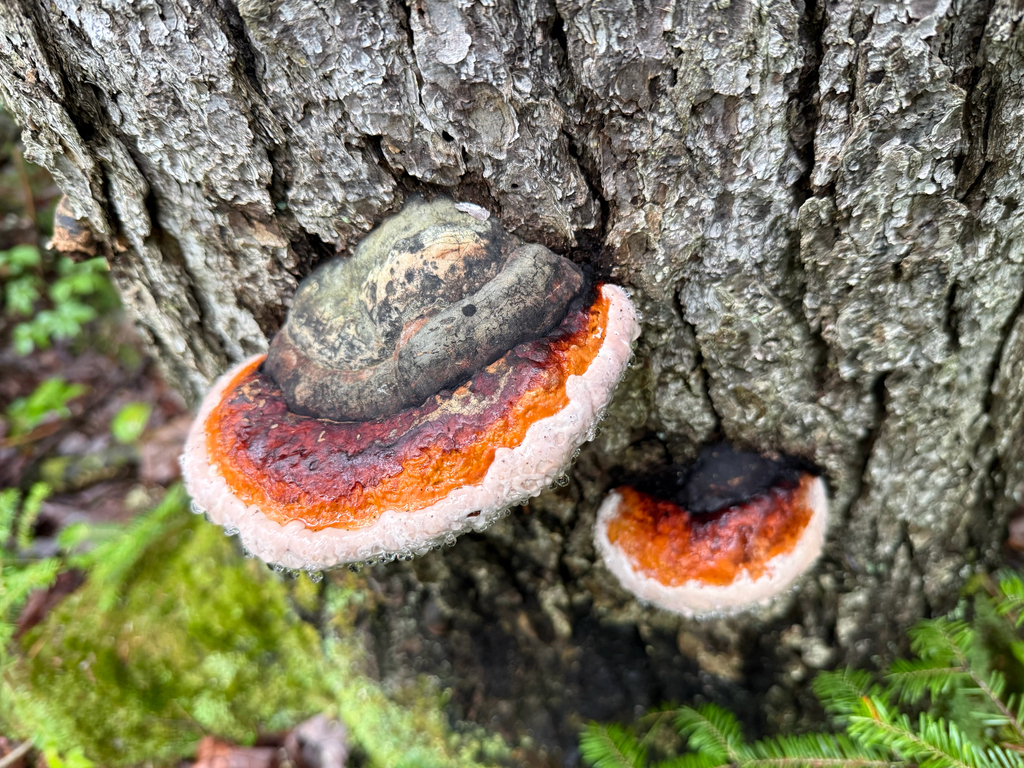 Northern Red Belt · August 2026 · photo: Photo: no rights reserved · iNaturalist