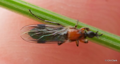 Dilophus strigilatus