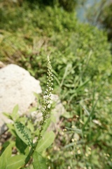 Lysimachia fortunei, photograph (c) 王天明, some rights reserved (CC BY)