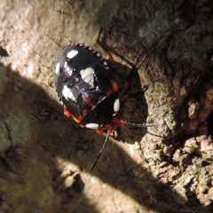Chinavia erythrocnemis