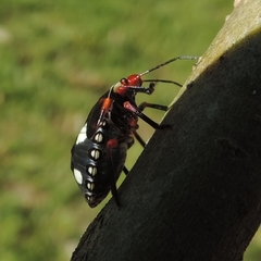 Chinavia erythrocnemis