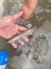 Gobionellus oceanicus