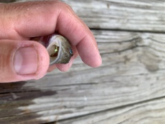 Gobionellus oceanicus