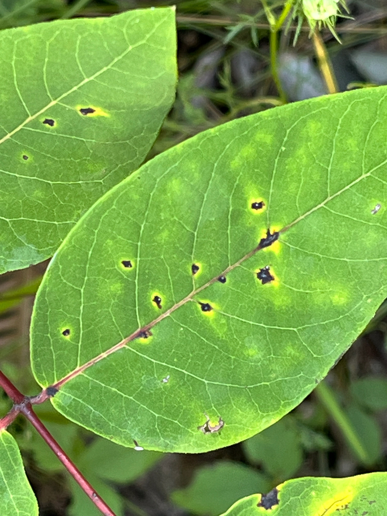 Stagonospora apocyni