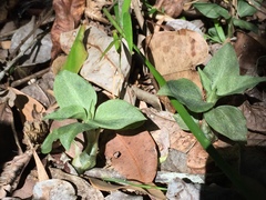 Cheirostylis notialis