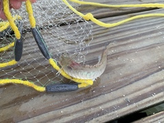 Gobionellus oceanicus