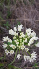 Allium drummondii