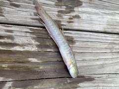 Gobionellus oceanicus