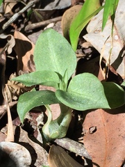 Cheirostylis notialis