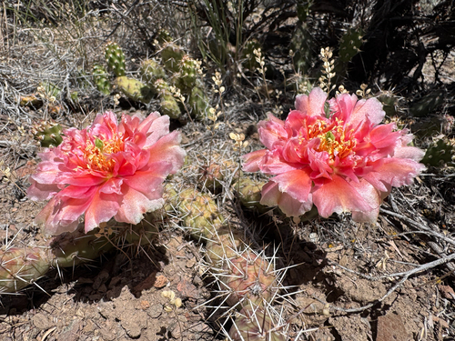 Brittle Pricklypear