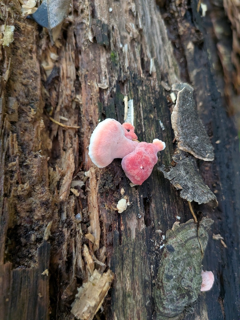 Coral-pink Merulius · August 2026 · photo: Photo: (c) stephen, some rights reserved (CC BY) · iNaturalist