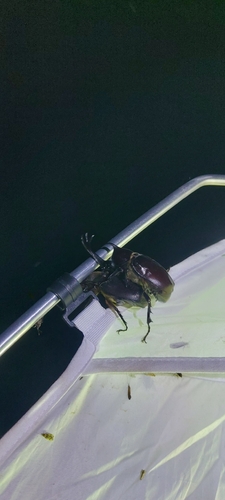 Japanese Rhinoceros Beetle