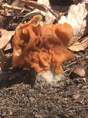 Gyromitra korfii