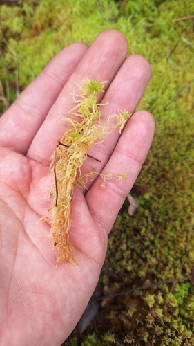 Sphagnum magellanicum observed 2026-08-03