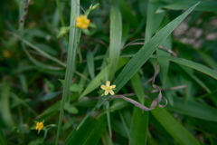 Hypericum japonicum, photograph (c) 王天明, some rights reserved (CC BY)