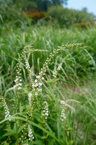 Lysimachia fortunei