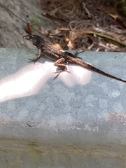 Anolis sagrei