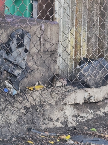 Rat photographed near here on 2026-08-03