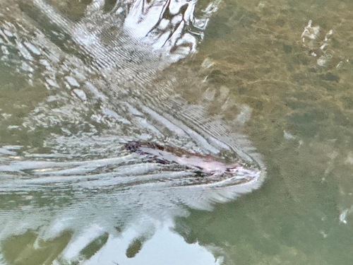 Platypus