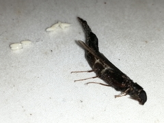 Atractocerus brasiliensis