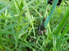 Melissodes bimaculatus