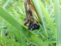 Melissodes bimaculatus