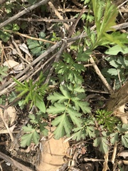 Geum laciniatum