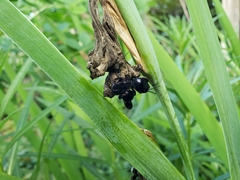 Melissodes bimaculatus