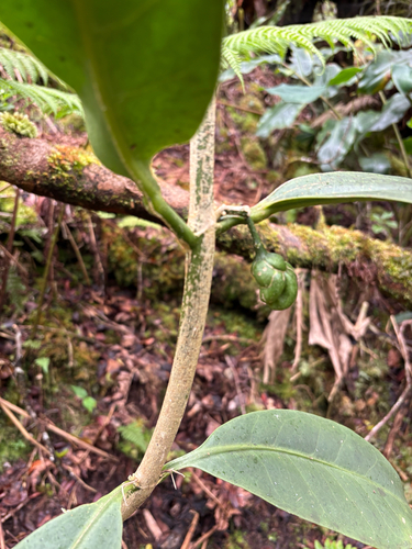 Melicope spathulata observed 2026-07-31