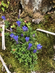 Gentiana calycosa