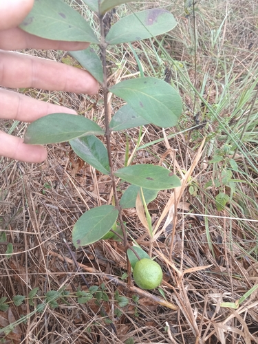 Psidium guineense observed 2026-08-03