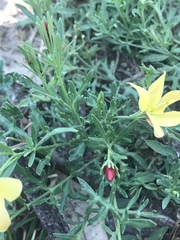 Menodora