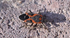 Lygaeus kalmii kalmii