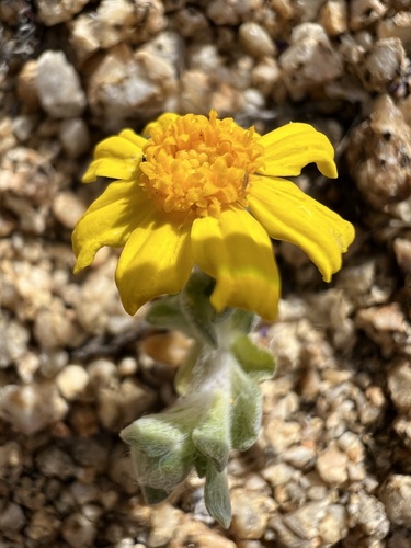Eriophyllum wallacei