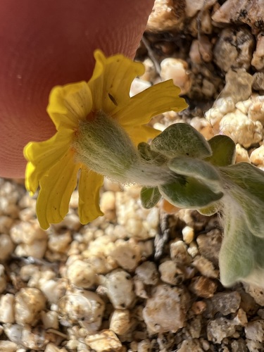 Eriophyllum wallacei, photograph 3