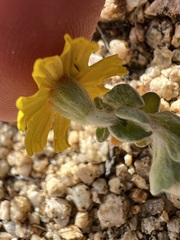 Eriophyllum wallacei, photograph author not stated, no rights reserved