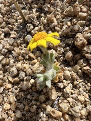 Eriophyllum wallacei, photograph author not stated, no rights reserved