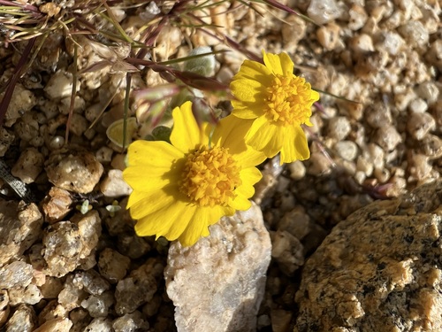 Eriophyllum wallacei, photograph 4