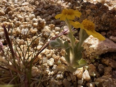 Eriophyllum wallacei, photograph author not stated, no rights reserved