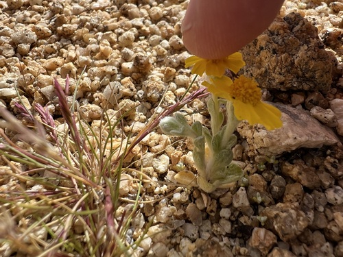 Eriophyllum wallacei, photograph 6
