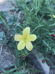 Menodora