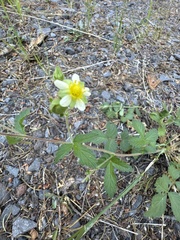 Drymocallis glandulosa, photograph (c) Rob Santry, some rights reserved (CC BY)