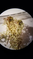 Sphagnum subtile