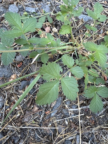 Drymocallis glandulosa, photograph 5