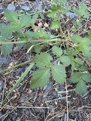 Drymocallis glandulosa, photograph (c) Rob Santry, some rights reserved (CC BY)